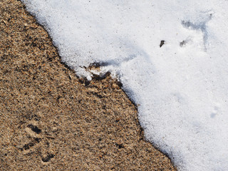 bird tracks