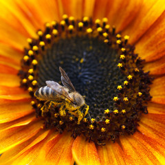 Sunflower With Bee