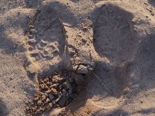 track shoe in the sand