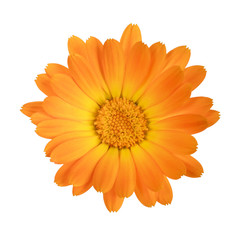Obraz premium Calendula