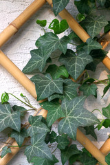 Hedera helix © 7monarda