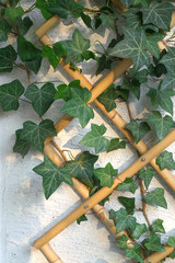 Hedera helix © 7monarda