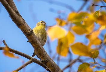 Siskin on the tree