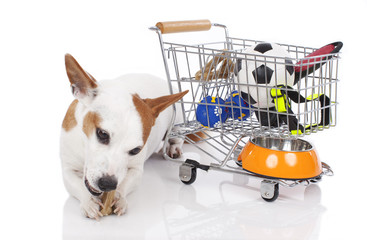 Jack Russell Terrier mit Einkaufswagen