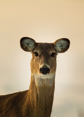 Whitetail deer staring down the camera