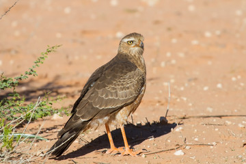 Juvenile Gabar Goshawk standing on dry red Kalahari sand searchi
