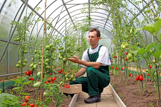 Worker harvests tomatoes in the greenhouse