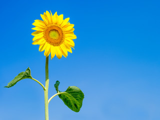 Sonnenblume vor blauem Himmel