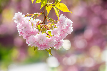 pink blossomed sakura flowers