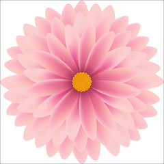 Pink flower natural chrysanthemum
