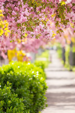 pink blossomed sakura flowers street