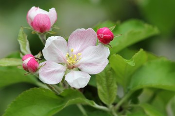 Fototapeta na wymiar apfelblüten mit kleiner fliege / apple blossoms with small fly