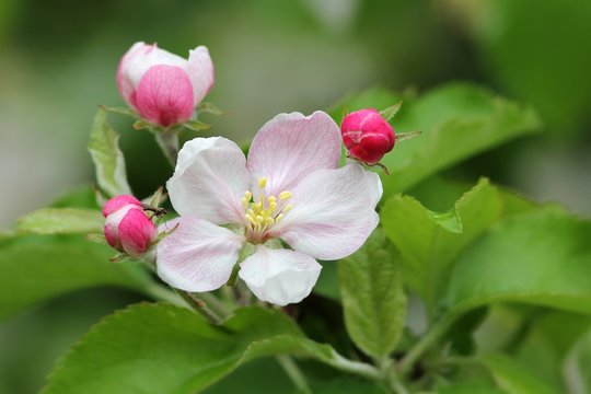 apfelbl&uuml;ten mit kleiner fliege / apple blossoms with small fly