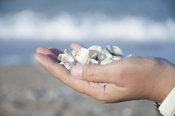 Female Hand Hold Lots Of Clam Shell At The Beach