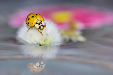Macro portrait of ladybird or ladybug with reflections