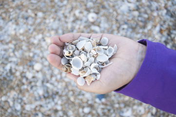 Female Hand Hold Lots Of Clam Shell At The Beach