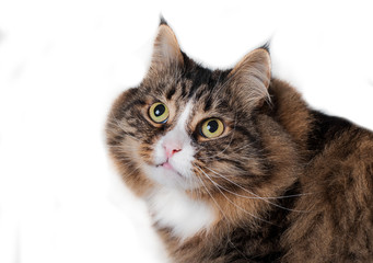 siberian cat isolated on white background