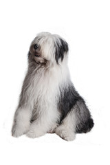 old english sheepdog