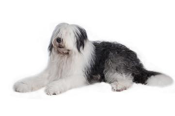 old english sheepdog