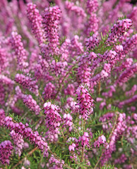 Bruyère Erica darleyensis