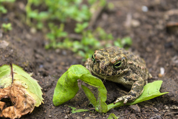 Toad