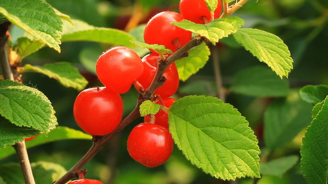Red cherry on a branch with green leaves