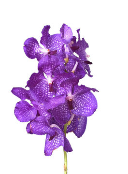 Fototapeta Purple vanda orchids isolated on white