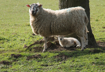 A Mother Yew Sheep with Her Baby Lamb.