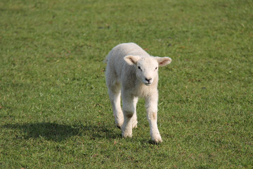 Obraz premium A Serious Looking Newly Born Baby Lamb.