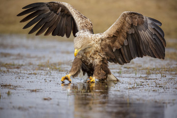 Sea eagle skating
