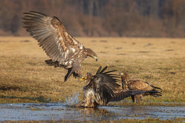 White-tailed sea eagle coming in to land