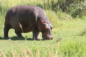 ippopotamo parco del kruger sudafrica