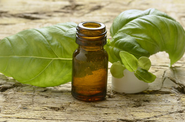 Ocimum basilicum Basil Basilico Albahaca Alhábega