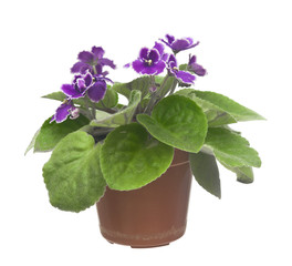 Blossoming violets in flower pot - isolated on white background
