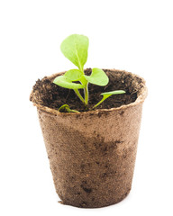 Peat pots with soil and a plant petunia.