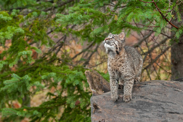 Naklejka na ściany i meble Bobcat Kitten (Lynx rufus) Looks Up While Preparing to Leap