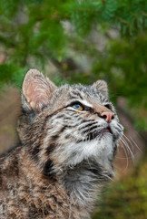 Fototapeta na wymiar Bobcat Kitten (Lynx rufus) Looks Way Up