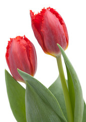 Naklejka premium dark red tulip