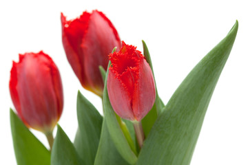 dark red tulip