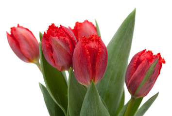 dark red tulip