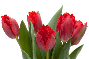 dark red tulip
