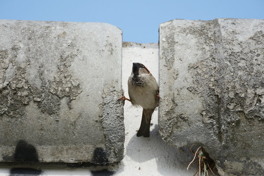 Mauerspatz
