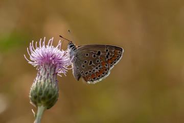 Schmetterling Argus Bläuling
