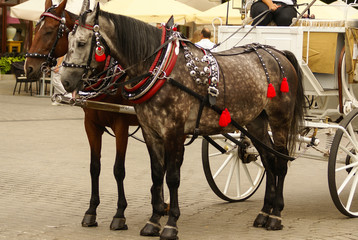 Krakow, Poland, Horse drawn carriages with guides in front of th