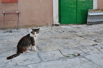 Tabby cat sitting on the ground. Korcula, Croatia