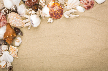 Fototapeta na wymiar Sea shells on beach sand . Summer background