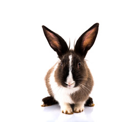 Rabbit isolated on a white background