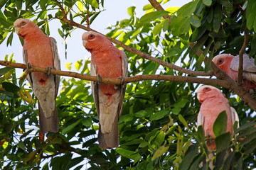 Fototapeta premium Galah Cockatoos - Cacatua roseicapilla, Kakadu National Park, No