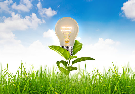 Eco concept - light bulb grow in the grass against white backgro