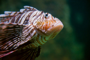 Zebra turkeyfish - 63392826